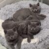 Британски късокосмести котенца – Внимателно отгледани