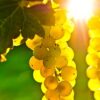 Продавам грозде – Памид,Каберне совиньон,Мускат отонел.