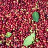 Arabica coffee beans +256790560642 coffee Robusta Crafted to Export